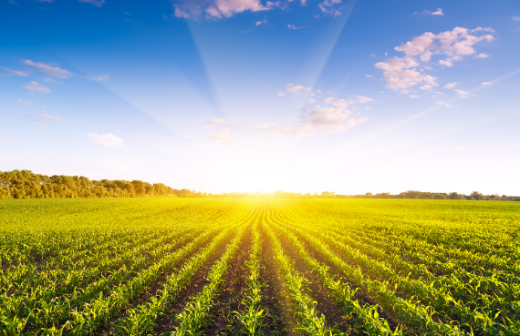 Agriculture
